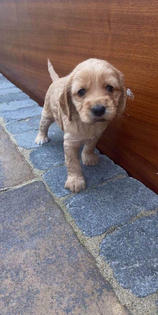 f2 cockapoo for sale